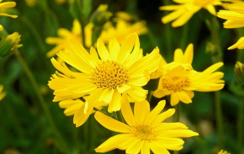 Extract de Arnica montana in Depanten